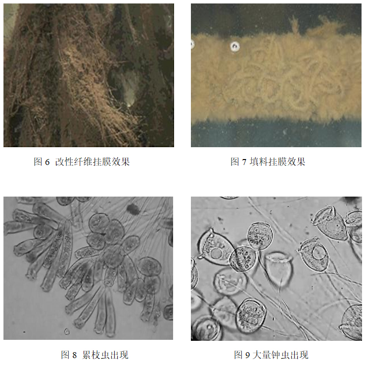 生物绳填料